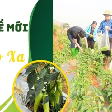 طرق عيش جديدة في داو زا